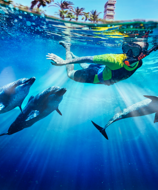 Dolphin Kayak Dubai