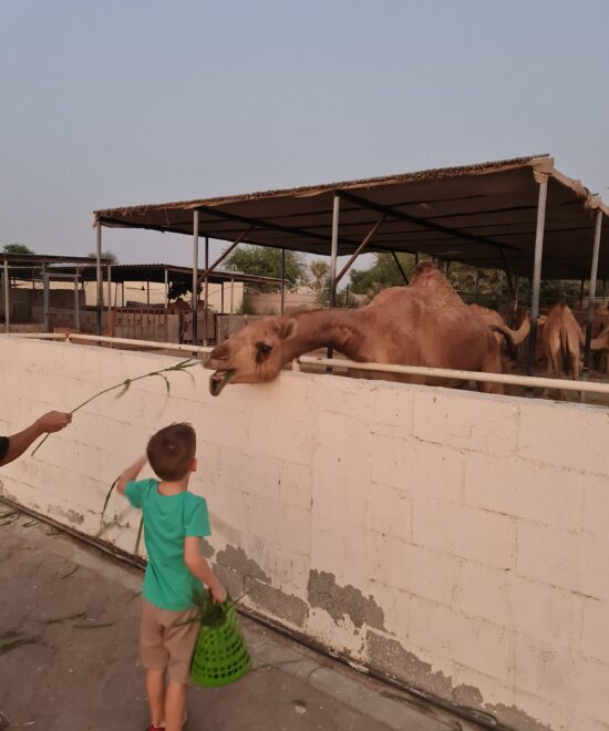 Mazaraa Farm